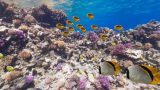 水中できれいな魚に囲まれる紅海のパノラマビュー/エジプト