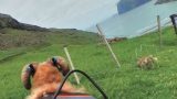 撮影者は羊！フェロー諸島の大自然と街並みが見れるSheep View(シープビュー)/デンマーク フェロー諸島