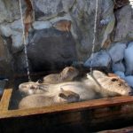 那須どうぶつ王国 ストリートビュー