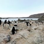 露岩地帯・ラングホブデのアデリーペンギンのルッカリー(集団繁殖地)パノラマビュー
