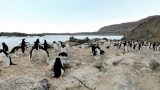 露岩地帯・ラングホブデのアデリーペンギンのルッカリー（集団繁殖地）パノラマビュー/南極
