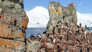 南極大陸ハーフムーン島のペンギンストリートビュー/南極