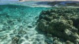 すばらしい透明度の海！オーストラリア　レディー・エリオット島の水中ストリートビュー