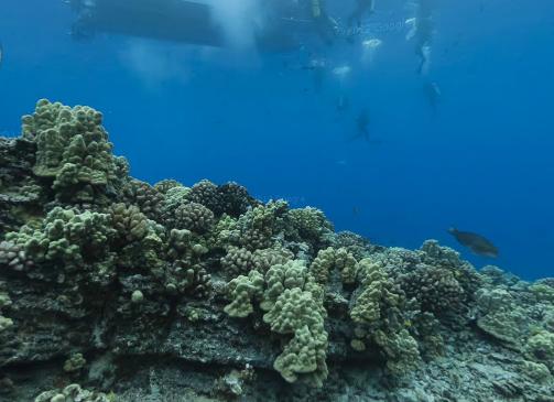 すばらしい透明度の海！オーストラリア　レディー・エリオット島の水中ストリートビュー