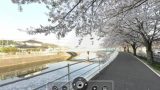 宇美川沿いの桜並木のパノラマビューと天気・地図/福岡県糟屋郡志免町