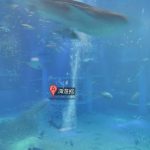 海中を歩いている気分になれる!大阪 海遊館のストリートビュー