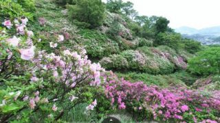皿山公園（つつじ）のパノラマビューと雨雲レーダー/福岡県糟屋郡志免町