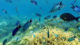 ヌメア　イロカナールのサンゴ礁パノラマビュー/ニューカレドニア