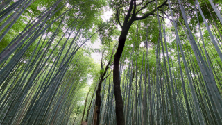 停止中：嵐山 竹林のパノラマビューと雨雲レーダー/京都府京都市