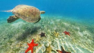 シュノーケリングをしたくなるニューカレドニアの海亀やヒトデが幻想的なパノラマビュー