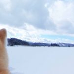 秋田犬目線のストリートビュー「ドッグビュー」